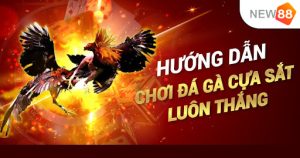 Đá gà cựa sắt là gì? Hướng dẫn cách xem đá gà cựa sắt