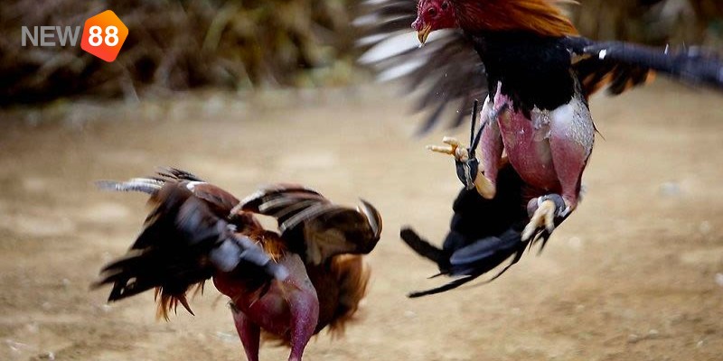 Kinh nghiệm cá cược đá gà - Kiếm tra thành tích Kinh nghiệm cá cược đá gà - Kiếm tra thành tích