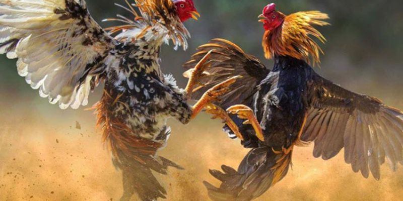 Mẹo cược đá gà trực tiếp đơn giản và dễ ăn tiền nhất Mẹo cược đá gà trực tiếp đơn giản và dễ ăn tiền nhất